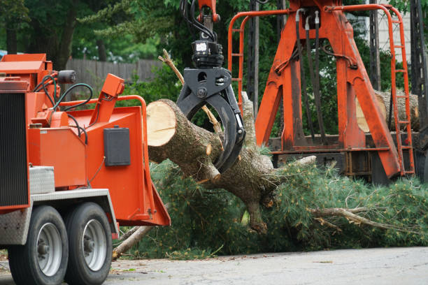 How Our Tree Care Process Works  in  St Paul, MN